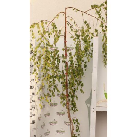 Csüngő nyír Betula pendula 'Youngii'