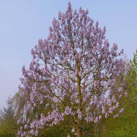 Császárfa Paulownia tomentosa K25lit.
