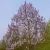 Császárfa Paulownia tomentosa K25lit.