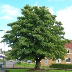 Hegyi juhar Acer pseudoplatanus  K12