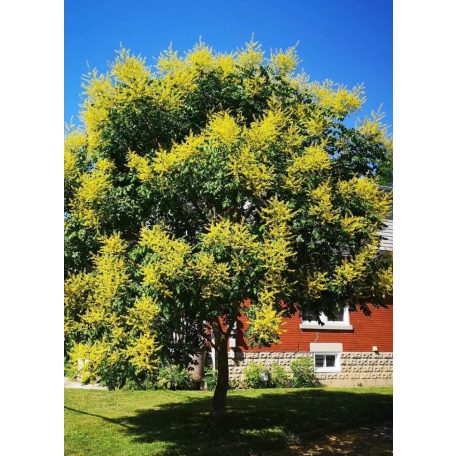 Bugás csörgőfa Koelreuteria paniculata