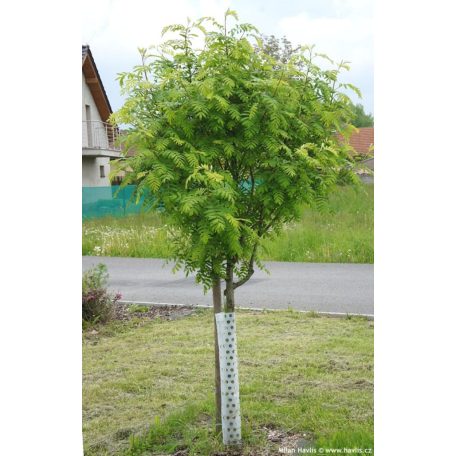 Házi berkenye Sorbus domestica 25 lit. 8/10cm