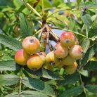Házi berkenye Sorbus domestica 25 lit. 8/10cm