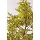 Házi berkenye Sorbus domestica 25 lit. 8/10cm