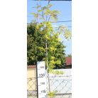 Ehető madárberkenye Sorbus aucuparia 'Moravica'