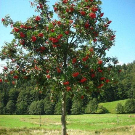 Madárberkenye Sorbus aucuparia 'Edulis' K12 6/8