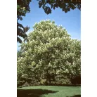 Vadgesztenye Aesculus hippocastanum K8 6/8