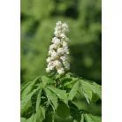 Vadgesztenye Aesculus hippocastanum K8 6/8
