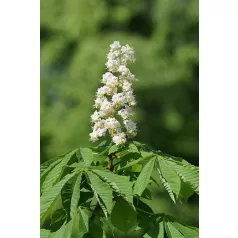 Vadgesztenye Aesculus hippocastanum K8 6/8