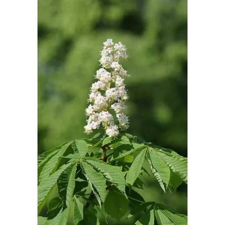 Vadgesztenye Aesculus hippocastanum K8 6/8