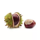Vadgesztenye Aesculus hippocastanum K8 6/8