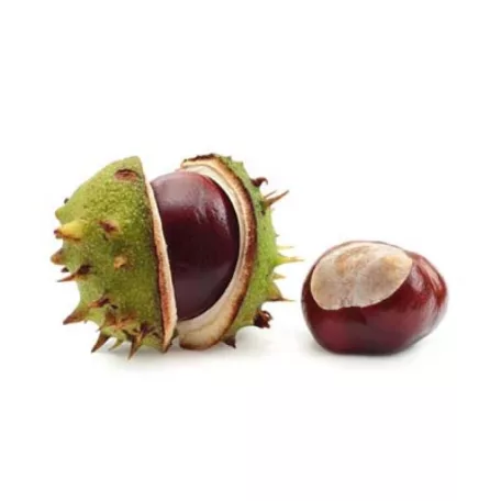 Vadgesztenye Aesculus hippocastanum K8 6/8