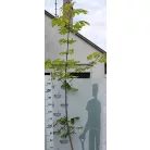 Vadgesztenye Aesculus hippocastanum K8 6/8