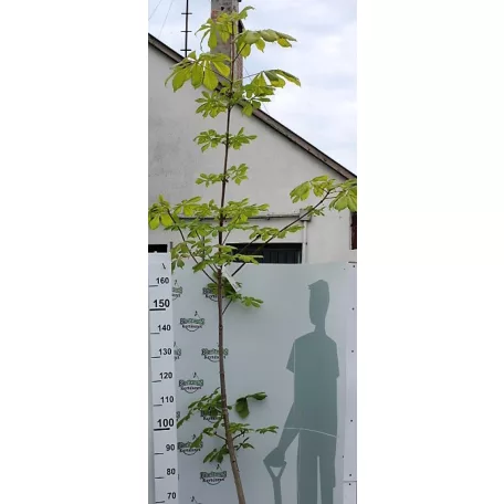 Vadgesztenye Aesculus hippocastanum K8 6/8