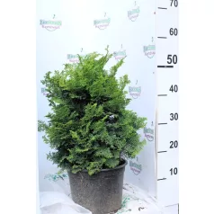 Hinoki álciprus Chamaecyparis obtusa Kosteri K5