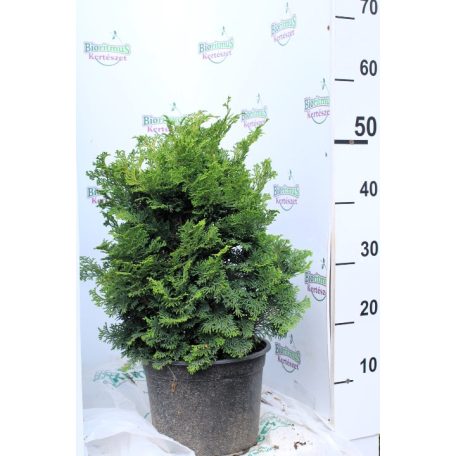 Hinoki ciprus Chamaecyparis obtusa Kosteri K5