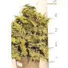 Hinoki álciprus Chamaecyparis obtusa Kosteri K5