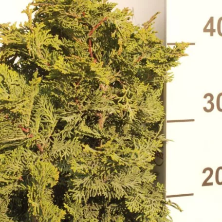 Hinoki álciprus Chamaecyparis obtusa Kosteri K5
