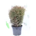 Törpe gömb tuja Thuja occidentalis Kobold K2