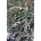 Törpe gömb tuja Thuja occidentalis Kobold K2