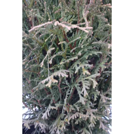 Törpe gömb tuja Thuja occidentalis Kobold K2