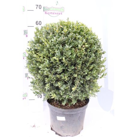 Törpe puszpáng Buxus sempervirens Suffruticosa K7.5