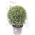 Törpe puszpáng Buxus sempervirens Suffruticosa K7.5