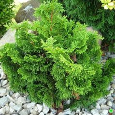 Hinoki álciprus Chemeciparis obtusa Nana Gracilis K2