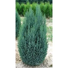   Oregoni hamisciprus Chamaecyparis lawsoniana 'Ellwoodii'