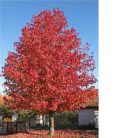 Amerikai ámbrafa Liquidambar styraciflua 12/14