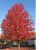 Amerikai ámbrafa Liquidambar styraciflua  10/12