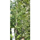 Amerikai ámbrafa Liquidambar styraciflua 12/14