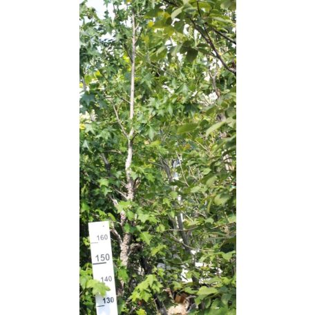 Amerikai ámbrafa Liquidambar styraciflua 12/14