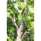 Amerikai ámbrafa Liquidambar styraciflua 12/14