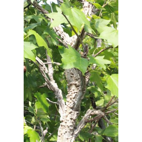 Amerikai ámbrafa Liquidambar styraciflua 12/14