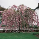 Japán csüngő díszcseresznye Prunus serrulata 'Kiku-Shidare Zakura' 14/16