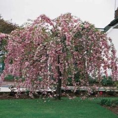   Japán csüngő díszcseresznye Prunus serrulata 'Kiku-Shidare Zakura'   14/16