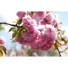   Japán csüngő díszcseresznye Prunus serrulata 'Kiku-Shidare Zakura' 14/16