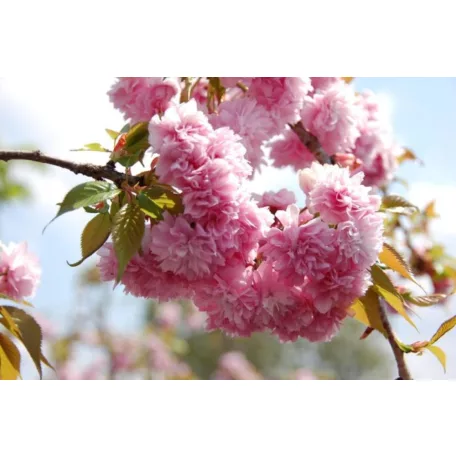 Japán csüngő díszcseresznye Prunus serrulata 'Kiku-Shidare Zakura' 14/16