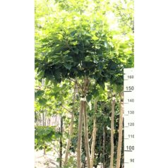   Gömbeperfa Morus alba 'Fegyvernekiana' 120 Tm 12/14 cm törzsátmérő