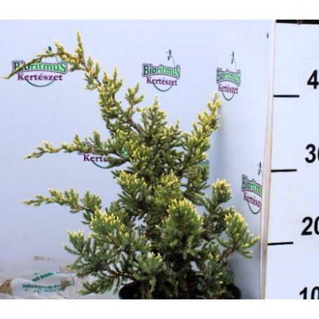 Boróka Dream Joy Juniperus squamata Dream Joy K2