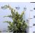 Boróka Dream Joy Juniperus squamata Dream Joy K2