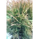 Törpe arany nyugati tuja Thuja occidentalis Danica Aurea K2