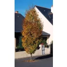 Oszlopos gyertyán Carpinus betulus 'Fastigiata' K35 250/300 8/10
