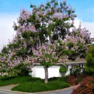 Császárfa Paulownia tomentosa K12 200/250cm