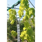 Császárfa Paulownia tomentosa K12 200/250cm
