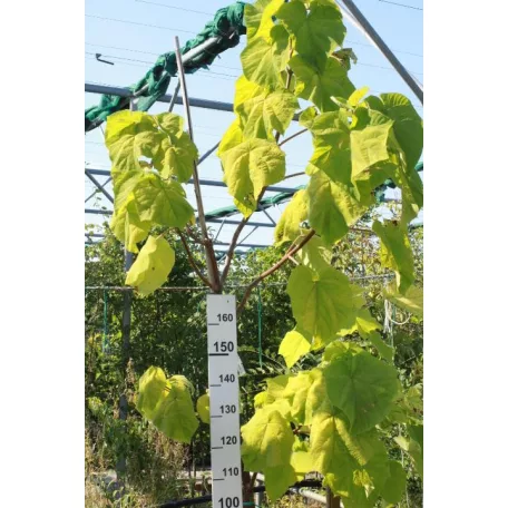 Császárfa Paulownia tomentosa K12 200/250cm