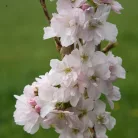 Oszlopos japán díszcseresznye Prunus serrulata Amanogawa K25/35 3xi 10/12 T200  