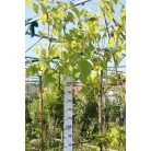 Oszlopos japán díszcseresznye Prunus serrulata Amanogawa K25/35 3xi 10/12 T200  