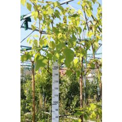   Oszlopos japán díszcseresznye Prunus serrulata Amanogawa K25/35 3xi 10/12 T200  